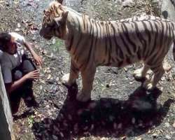 There was a heart shaking event at the zoo when a mentally ill visitor fell in the white tiger's enclosure in the year 2014. He was killed by the tige